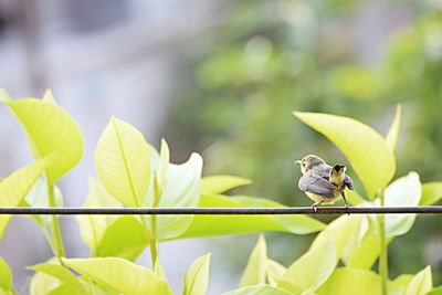 Bird perching metal by plants