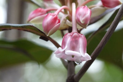 Close-up of pink flowering plant