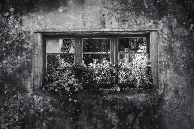 Ivy growing in house