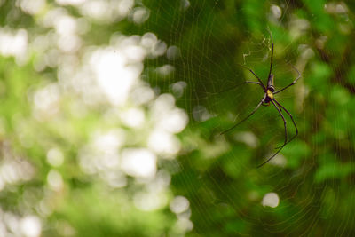 Close-up of spider on web