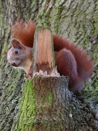 Close-up of squirrel on tree trunk