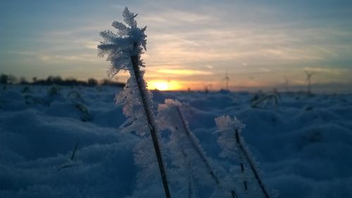 Sun shining through trees on snow covered field