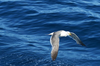 Seagull flying over sea