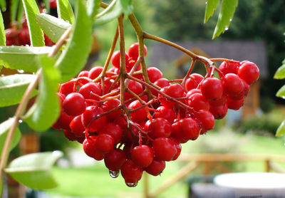 Close-up of red berries growing on tree