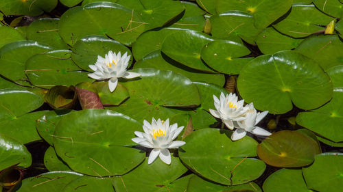 Close-up of water lily in lake