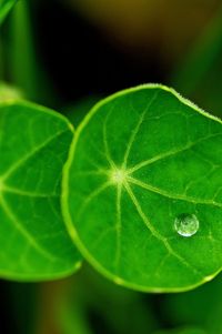 Close-up of water drops on leaf