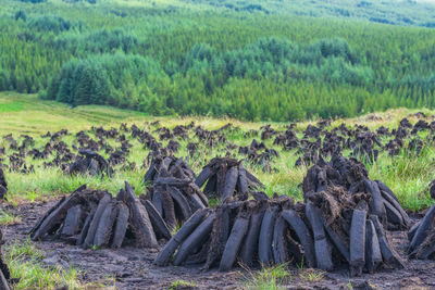 Trees on field in forest