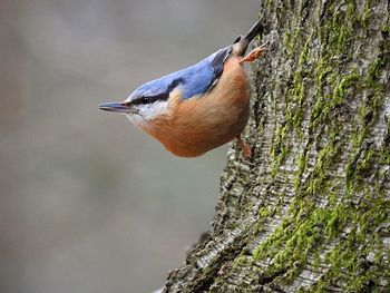 Close-up of bird perching on tree