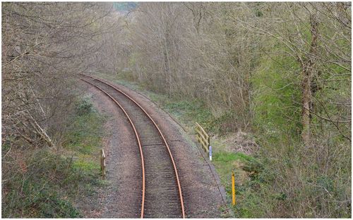 Railroad tracks amidst trees