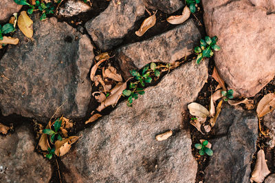 High angle view of leaves on tree trunk