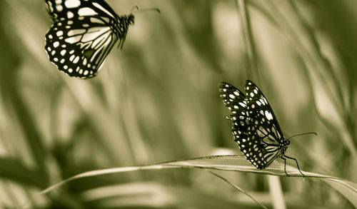 Butterfly on leaf