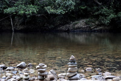 Swans on lake by trees
