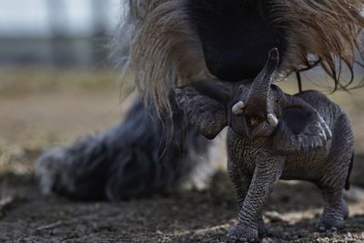 Close-up of horse