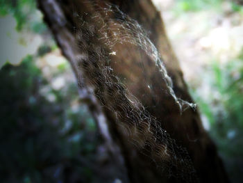 Close-up of plant against blurred background