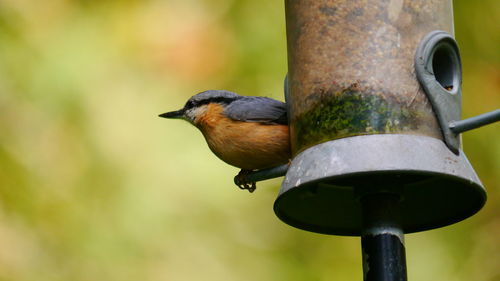 Close-up of bird perching on a feeder