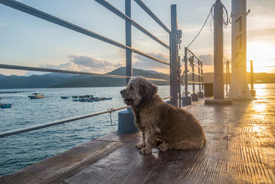 Dog by sea against sky during sunset