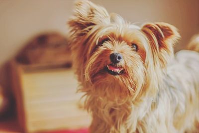 Close-up portrait of dog at home