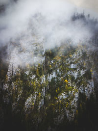 Scenic view of forest against sky