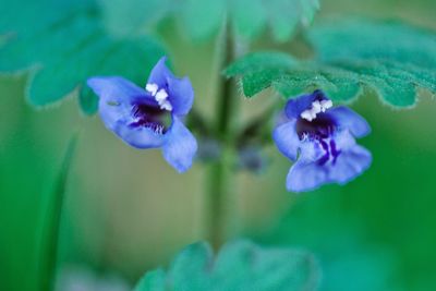 Close-up of purple flower