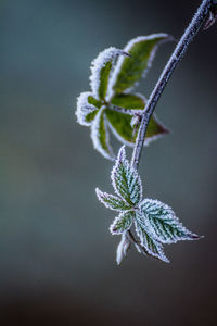 Close-up of frozen plant during winter