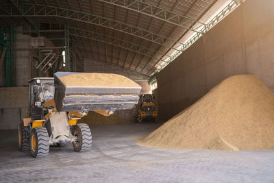 The paddy rice before packing to the sack in next step. this is thai jasmine rice in surin province