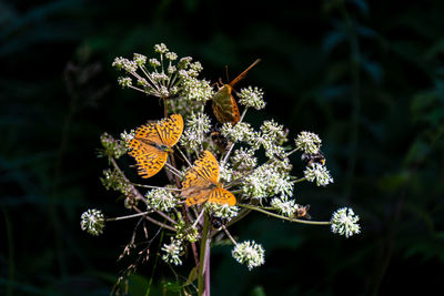 Close-up of butterfly on yellow flower