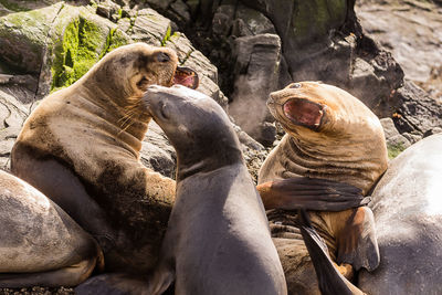 Close-up of sea lions