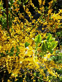 Close-up of yellow flowers