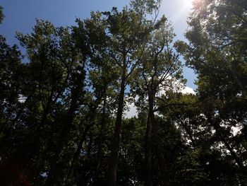 Low angle view of trees