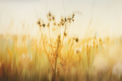 Close-up of wheat field