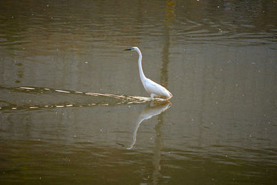 View of a bird in water