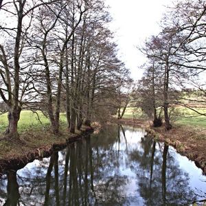 Reflection of trees in river