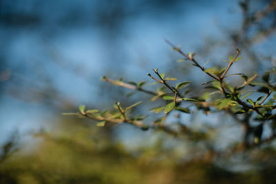 Close-up of tree branch