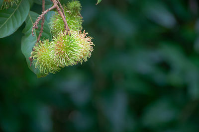 Close-up of red flowering plant