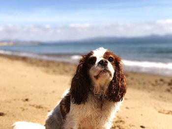 Close-up of dog on beach against sky