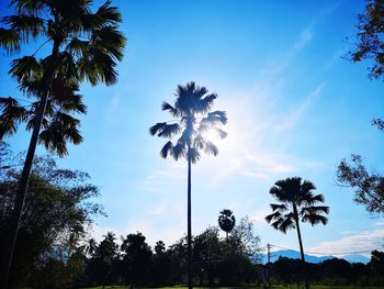 Low angle view of silhouette trees against sky