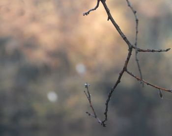 Close-up of bare tree branch against sky