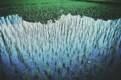 Close-up of fresh green water