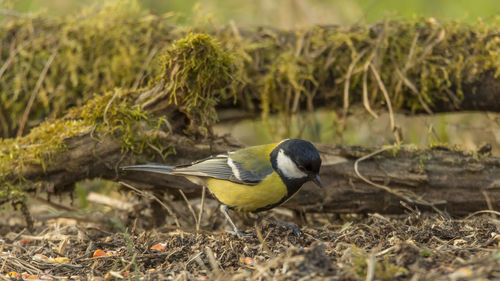 Close-up of great tit on field