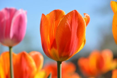 Close-up of orange tulips