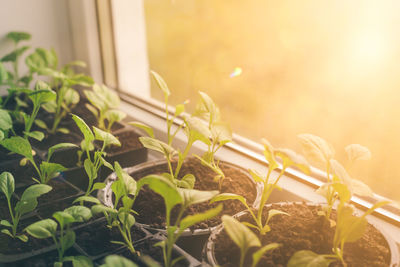 Home seedlings on the window