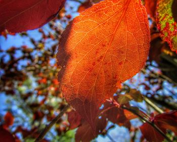 Close-up of maple leaf on branch