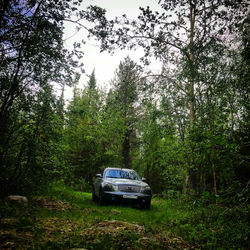 Car on land against trees in forest