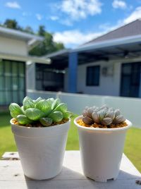 Close-up of potted plant against building