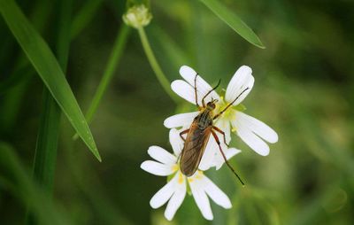 Close-up of insect on flower