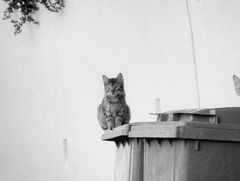 Cat sitting on garbage bin