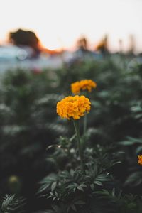 Close-up of yellow flowers on field