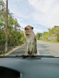 Lion looking away in car