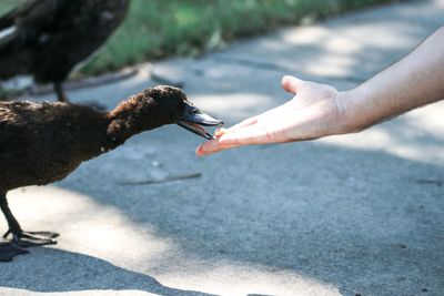 Close-up of hand feeding bird