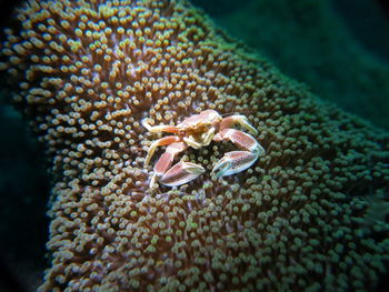 Close-up of coral in sea